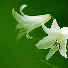 c4359334 (c4359334.lens) Lens social identity (.lens handle) PFP