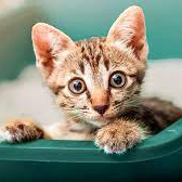 Mark (mikuckino.lens) Lens social identity (.lens handle) PFP