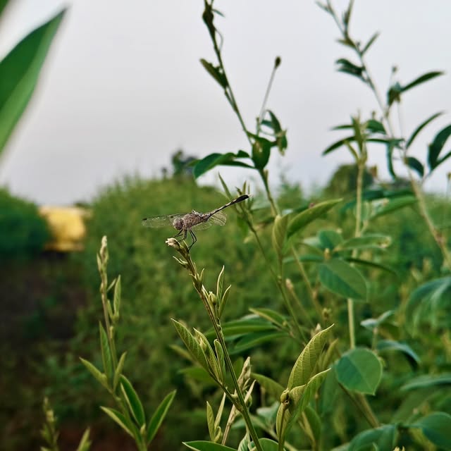 Equina Calculus (nymag.lens) Lens social identity (.lens handle) PFP