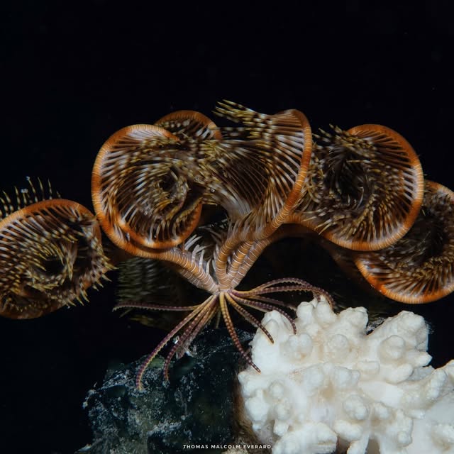 ImmersivePixel (sbnation.lens) Lens social identity (.lens handle) PFP