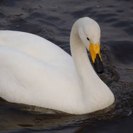 dsagfdbgh (0u973.lens) Lens social identity (.lens handle) PFP