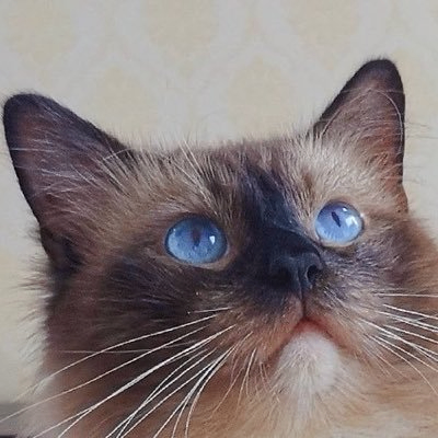 yiboyun6 (oppo42.lens) Lens social identity (.lens handle) PFP