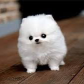 Smol (smolest.lens) Lens social identity (.lens handle) PFP