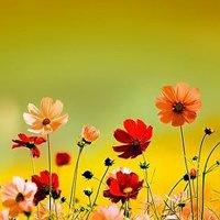 marx (88656788.lens) Lens social identity (.lens handle) PFP