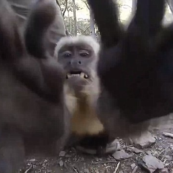 hapon (ethclasssic.lens) Lens social identity (.lens handle) PFP