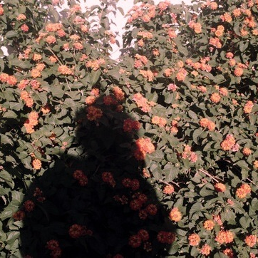 Stephany (hdfgre.lens) Lens social identity (.lens handle) PFP