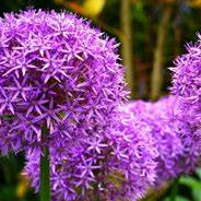 Joy Walter (vvvvvh.lens) Lens social identity (.lens handle) PFP