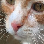 ren (22528.lens) Lens social identity (.lens handle) PFP