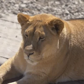 Levchen (irishhcoffee.lens) Lens social identity (.lens handle) PFP