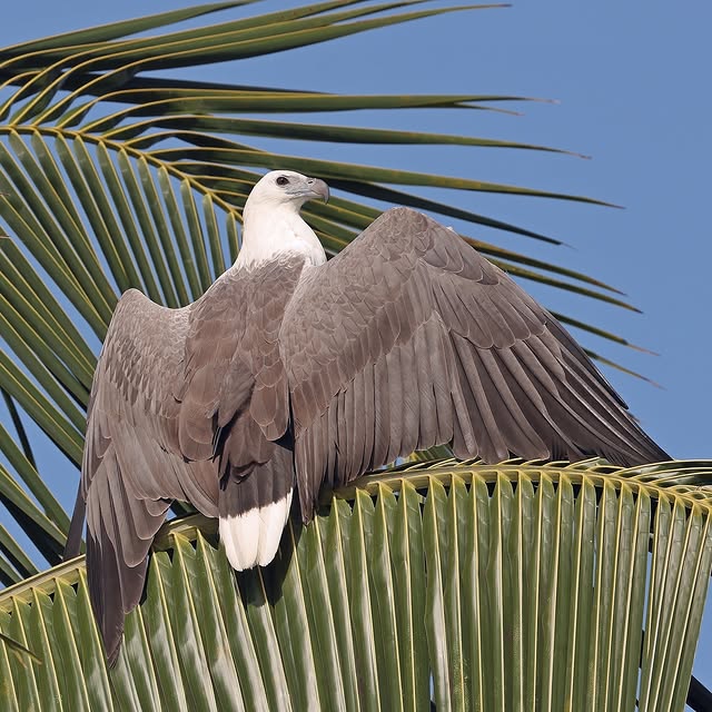 Tech Whisperer 🌐 (astbr.lens) Lens social identity (.lens handle) PFP