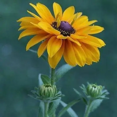 Quentin Jimmy (fffcc.lens) Lens social identity (.lens handle) PFP