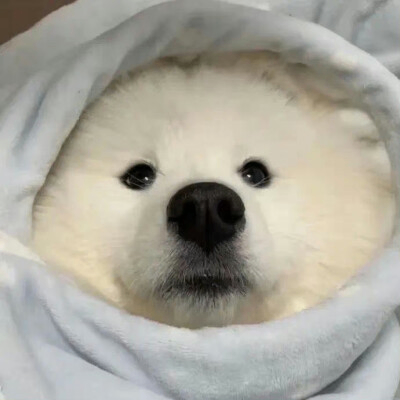 rogerin (rogerin.lens) Lens social identity (.lens handle) PFP