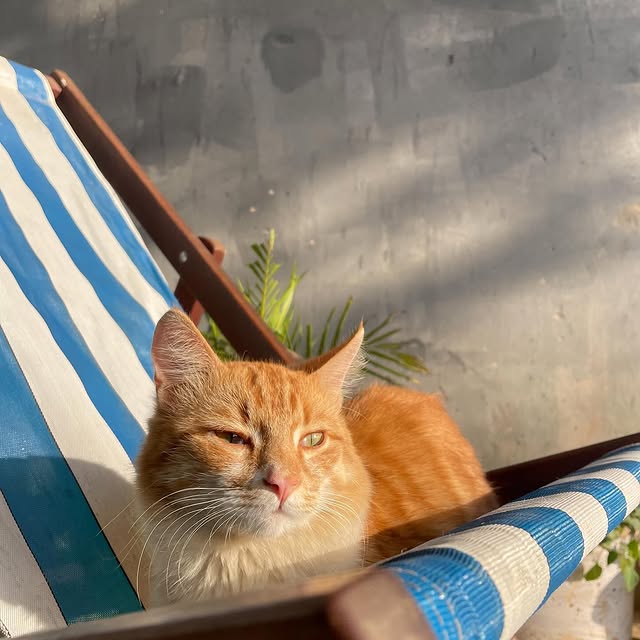 Verdant Sentinel (xoqovau.lens) Lens social identity (.lens handle) PFP