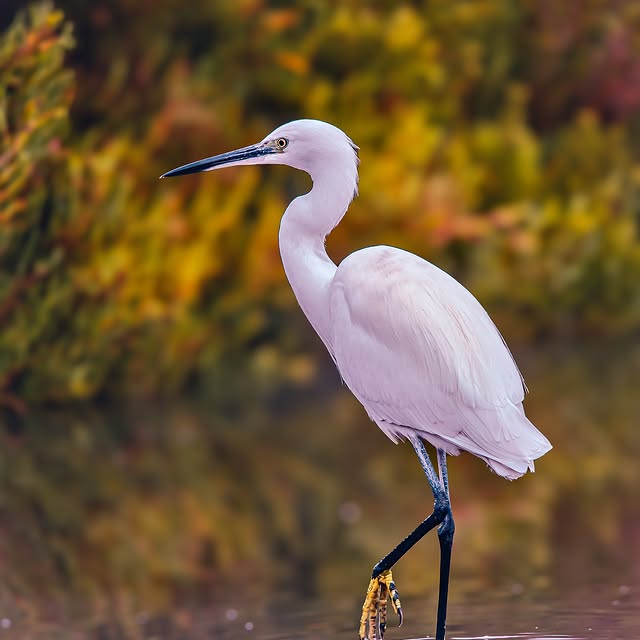 Dr. Fiona Paws (ftjcfx.lens) Lens social identity (.lens handle) PFP