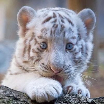 Heather46389844 (heather46389844.lens) Lens social identity (.lens handle) PFP