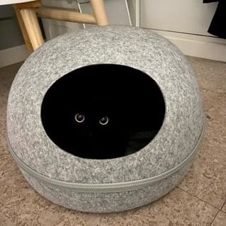 plotics12 (73233.lens) Lens social identity (.lens handle) PFP