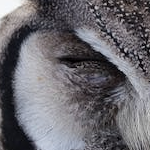 fedai (fedai.lens) Lens social identity (.lens handle) PFP