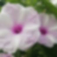 daisylora (daisylora.lens) Lens social identity (.lens handle) PFP