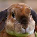 sabit (sabit.lens) Lens social identity (.lens handle) PFP