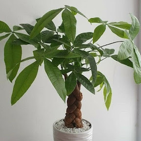 stevegates (stevegates.lens) Lens social identity (.lens handle) PFP