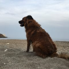 cryptomario (cryptomario.lens) Lens social identity (.lens handle) PFP