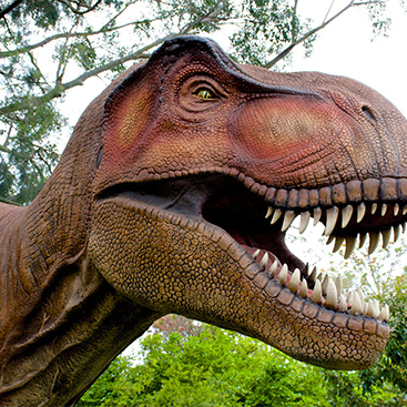 Rhino (myrhino.lens) Lens social identity (.lens handle) PFP