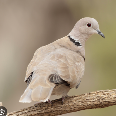 Vinz (vinz6.lens) Lens social identity (.lens handle) PFP