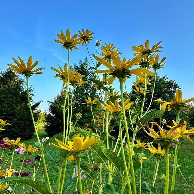 Active Ally (akilli.lens) Lens social identity (.lens handle) PFP