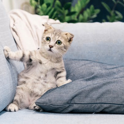 Empathy (choose23.lens) Lens social identity (.lens handle) PFP