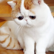 Eryu kid (eryuxiaopy.lens) Lens social identity (.lens handle) PFP