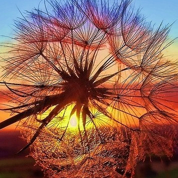 Angela (angela83.lens) Lens social identity (.lens handle) PFP