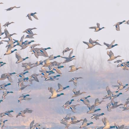 Cynthia Browne (sssvv.lens) Lens social identity (.lens handle) PFP