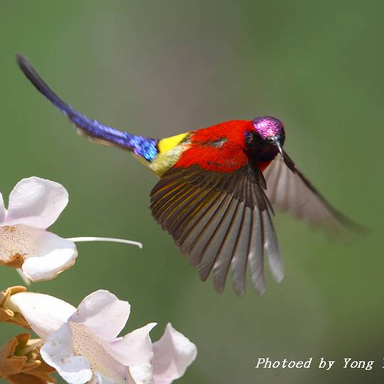 Kirk Joel (nnnnnu.lens) Lens social identity (.lens handle) PFP