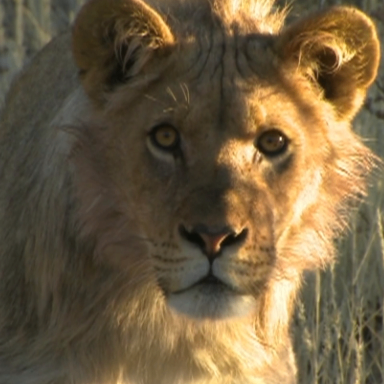 neigear (czjkbqk1.lens) Lens social identity (.lens handle) PFP