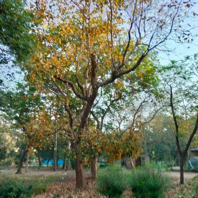 vini170874 (vini170874.lens) Lens social identity (.lens handle) PFP