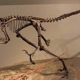 dingohectic (dingohectic.lens) Lens social identity (.lens handle) PFP