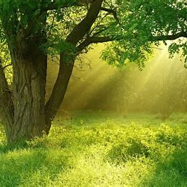 a8416539 (a8416539.lens) Lens social identity (.lens handle) PFP