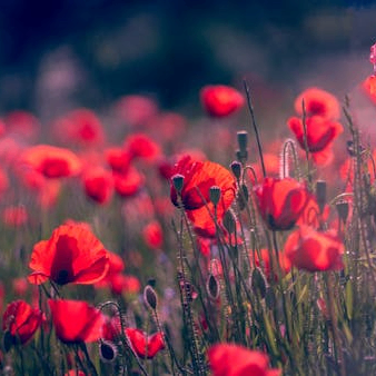 thuydung (lenspeer1.lens) Lens social identity (.lens handle) PFP