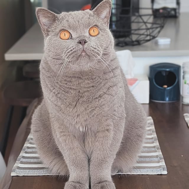 Scoop Dunkins 🏀 (onscroll.lens) Lens social identity (.lens handle) PFP