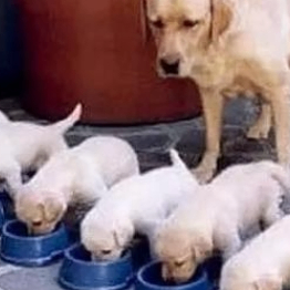 Norman Alerander (jjjjn.lens) Lens social identity (.lens handle) PFP