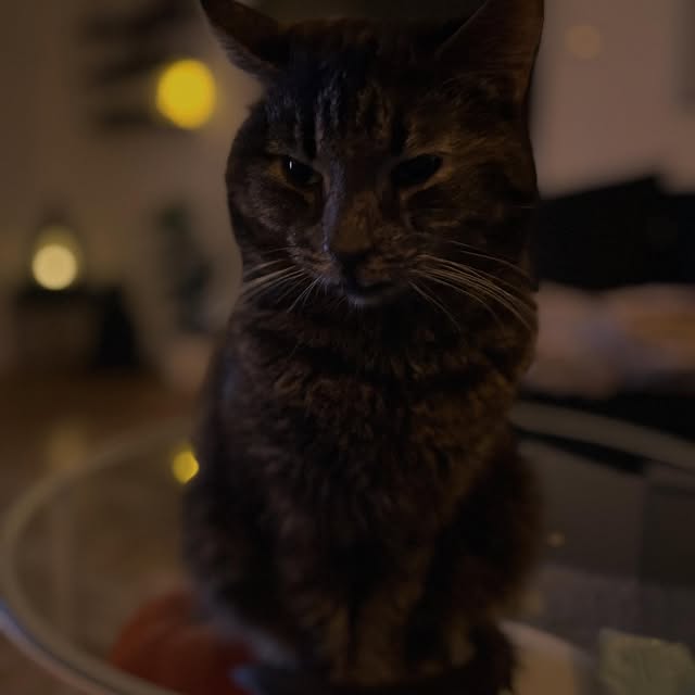 Stella Juris (iafrica.lens) Lens social identity (.lens handle) PFP