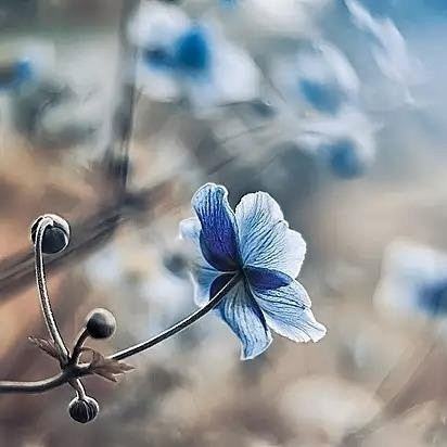 Benjamin Oliver Carter (floatworld.lens) Lens social identity (.lens handle) PFP