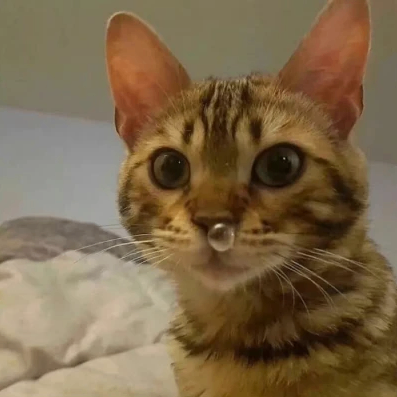 locely (locely.lens) Lens social identity (.lens handle) PFP