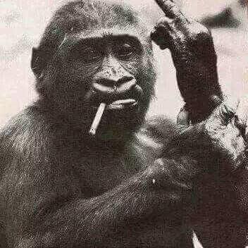 Vetus (vetus.lens) Lens social identity (.lens handle) PFP