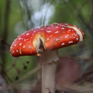 LINDA (38858.lens) Lens social identity (.lens handle) PFP