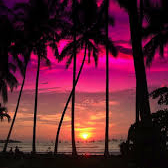 Leh Moss (lehmoss223.lens) Lens social identity (.lens handle) PFP