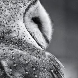 InterestRateArb (62224.lens) Lens social identity (.lens handle) PFP