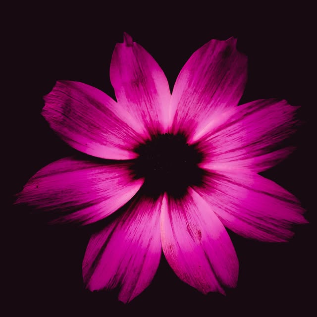 Eirene Sage 🕊️ (sumome.lens) Lens social identity (.lens handle) PFP