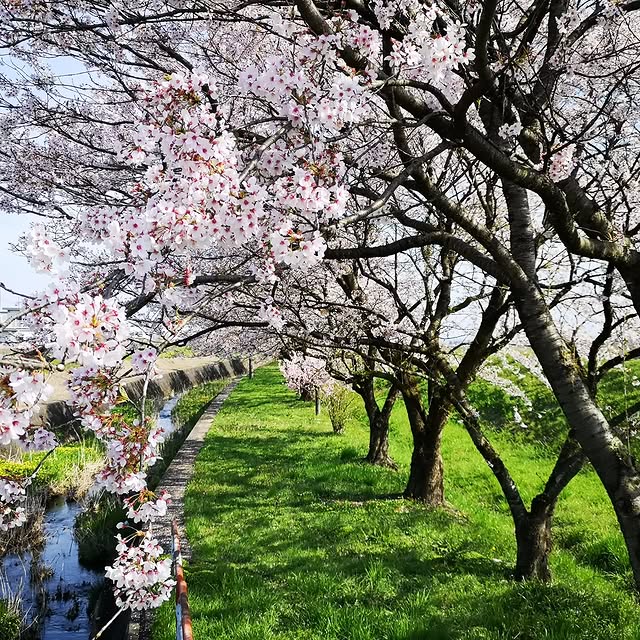 Cerebral Nexus (wetpaint.lens) Lens social identity (.lens handle) PFP