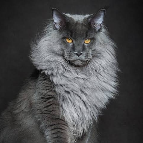 @metin13 (metin13.lens) Lens social identity (.lens handle) PFP